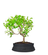 Ciliegio Canino | Prunus Mahaleb impalcato