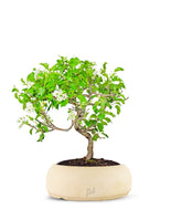 Ciliegio Canino | Prunus Mahaleb impalcato