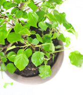 Ciliegio Canino | Prunus Mahaleb impalcato