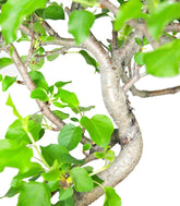 Ciliegio Canino | Prunus Mahaleb impalcato