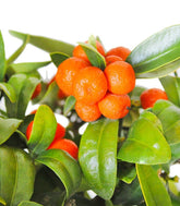 Citrus Kinzu Esemplare 2. 17 anni