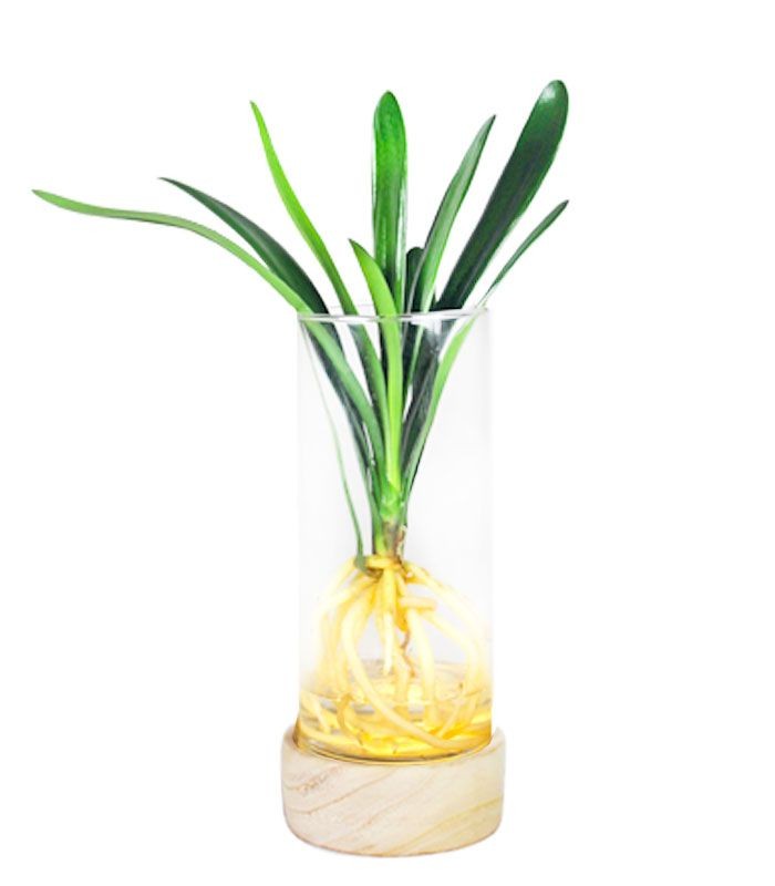 Clivia idroponica con led