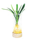 Clivia idroponica con led