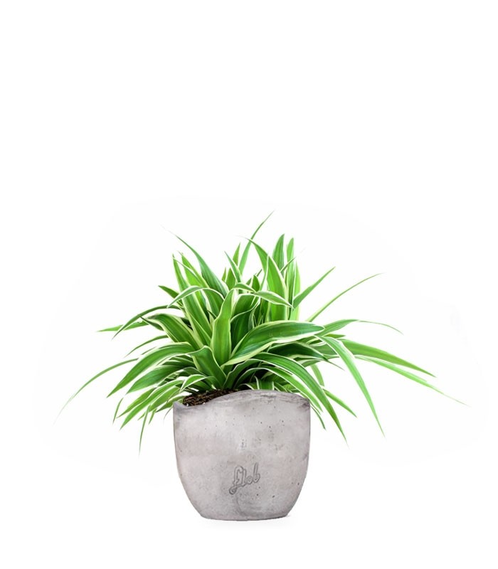 Clorofito