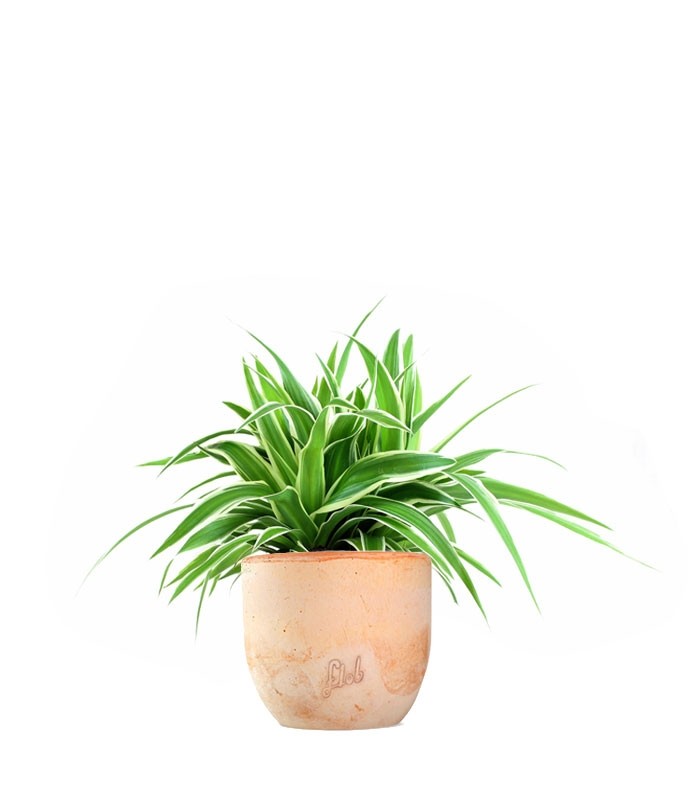 Clorofito