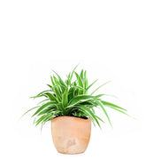 Clorofito