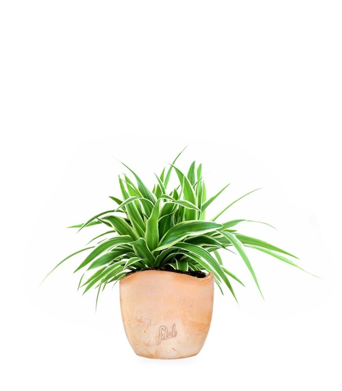 Clorofito