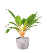 Clorofito amaniense arancione
