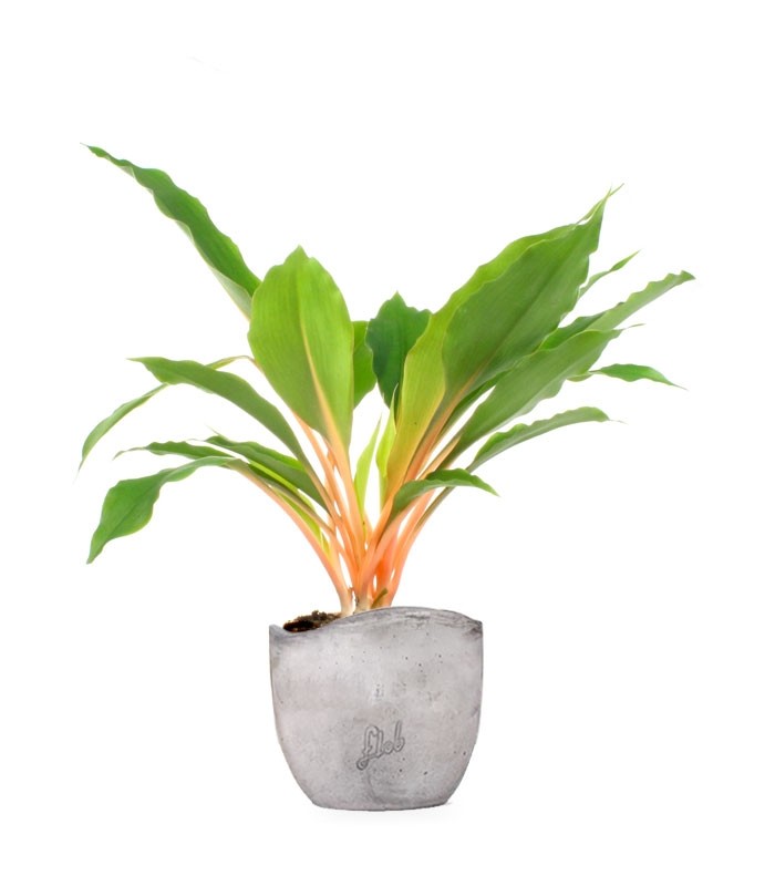 Clorofito amaniense arancione