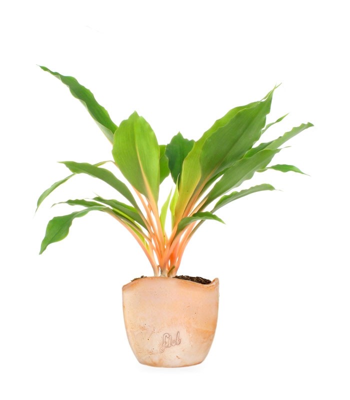 Clorofito amaniense arancione
