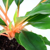 Clorofito amaniense arancione