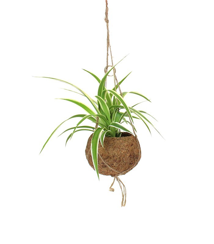 Clorofito in fibra di cocco