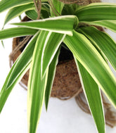 Clorofito in fibra di cocco