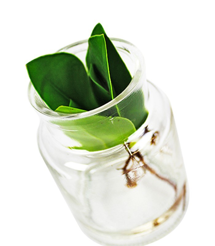 Clusia con vaso in vetro