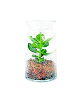 Clusia in terrarium