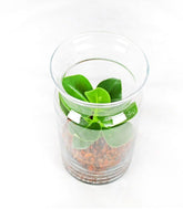 Clusia in terrarium