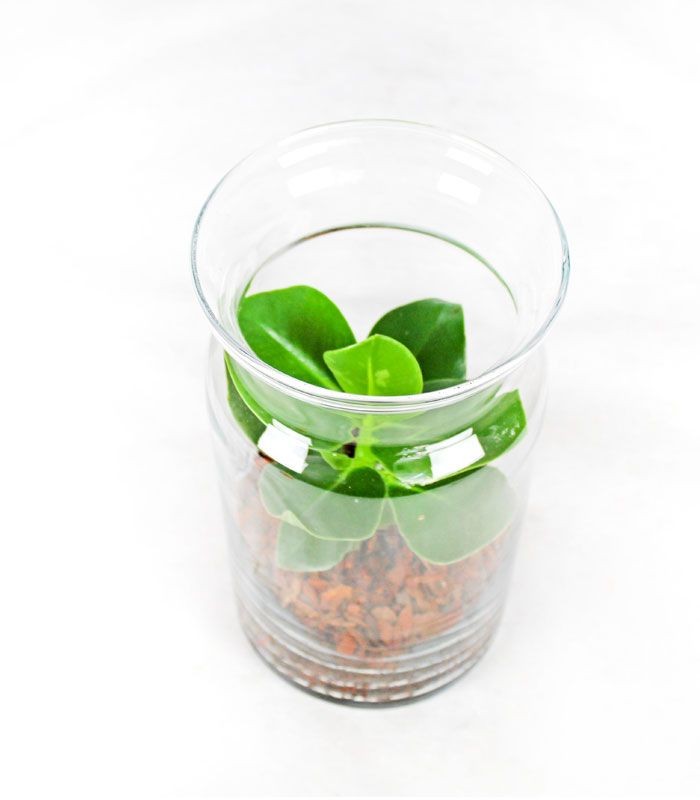 Clusia in terrarium