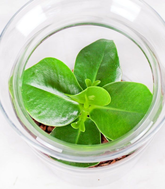 Clusia in terrarium