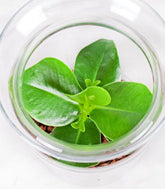 Clusia in terrarium
