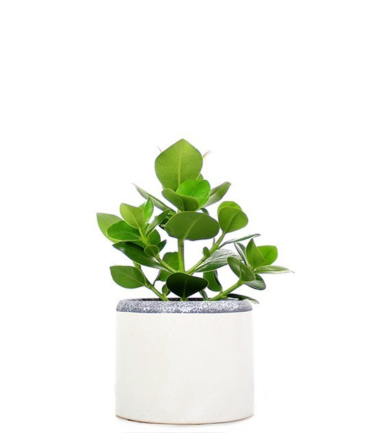 Clusia rosea idrocoltura