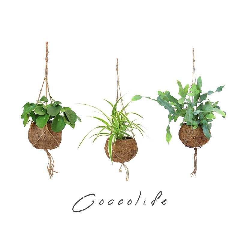 Cocco Life Pack