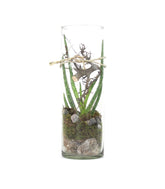 Composizione Aloe Vera in Vetro