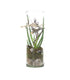 Composizione Aloe Vera in Vetro