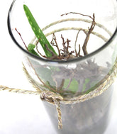 Composizione Aloe Vera in Vetro