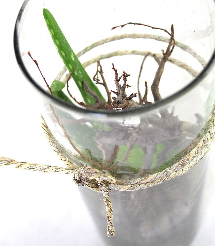 Composizione Aloe Vera in Vetro