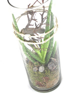 Composizione Aloe Vera in Vetro