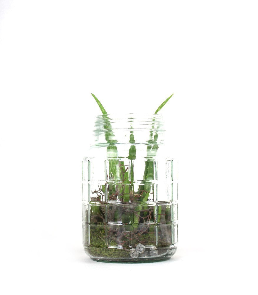 Composizione Aloe Vera in Vetro