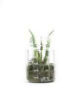 Composizione Aloe Vera in Vetro