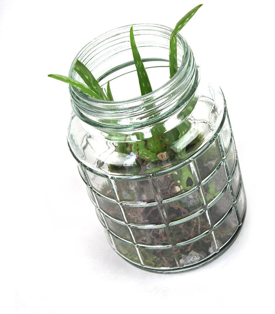 Composizione Aloe Vera in Vetro