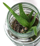 Composizione Aloe Vera in Vetro