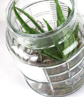 Composizione Aloe Vera in Vetro