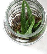 Composizione Aloe Vera in Vetro