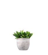 Crassula gollum
