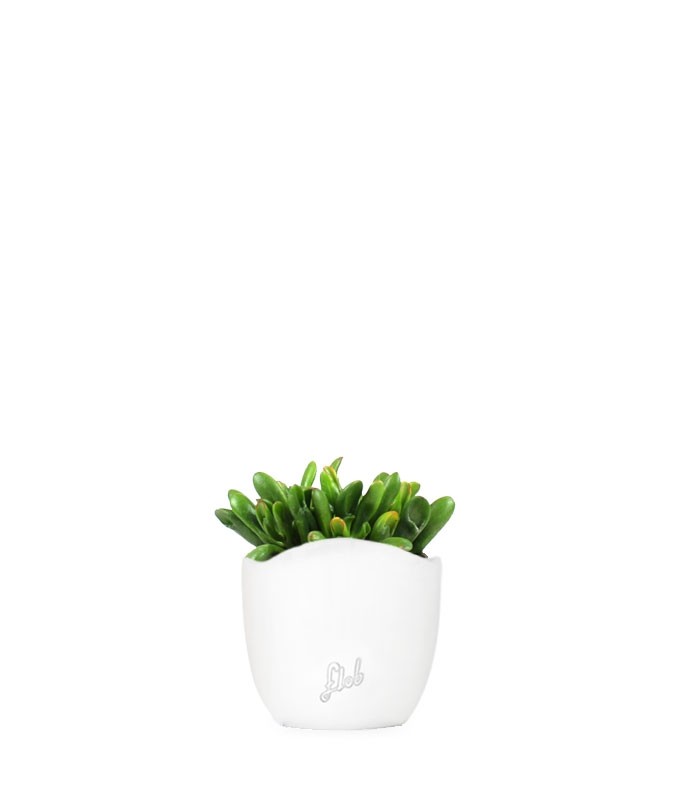 Crassula gollum