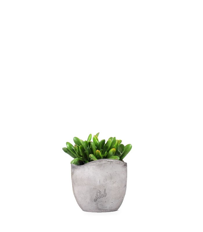 Crassula gollum