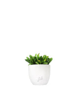 Crassula gollum