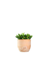 Crassula gollum