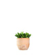 Crassula gollum