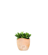 Crassula gollum