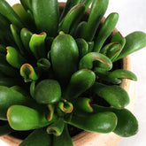 Crassula gollum