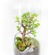 Crassula in terrarium