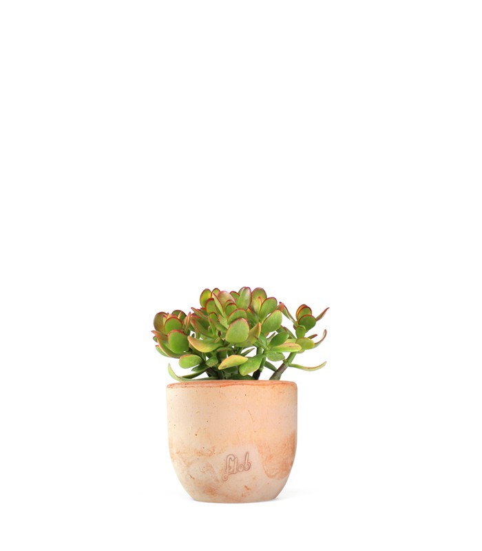 Crassula ovata
