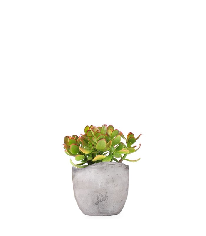 Crassula ovata