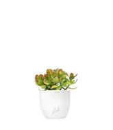 Crassula ovata
