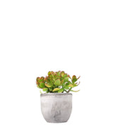 Crassula ovata