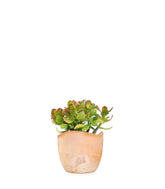 Crassula ovata